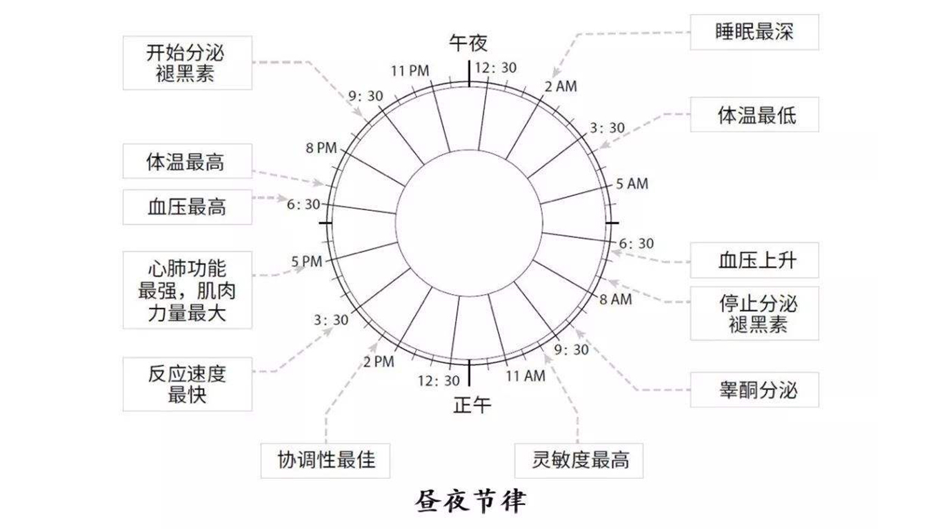 昼夜节律